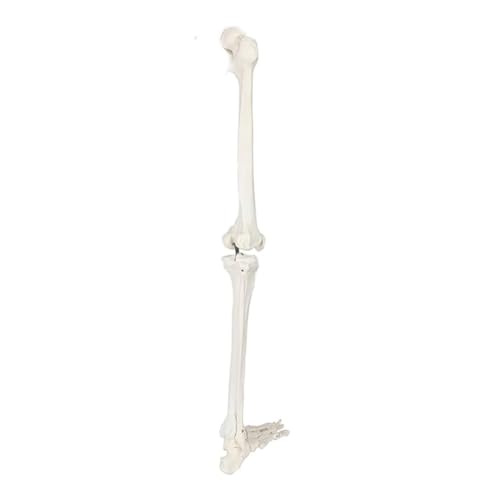 Anatomie Modell Körpermodell Anatomiemodell Menschliches Skelett Modell Unteren Extremität Knie Und Fuß Lassen Knochen Anatomisches Modell Menschliches Gelenk Modell Medizinische Koerper Modell Anatom von ZWQXZX