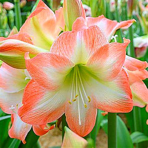 Amaryllis Rhizome,Amaryllis Rhizome Winterhart,SchöNe,Winterhart Rhizome,Amaryllis Rhizome-2 Rhizome-H von ZXVDSE