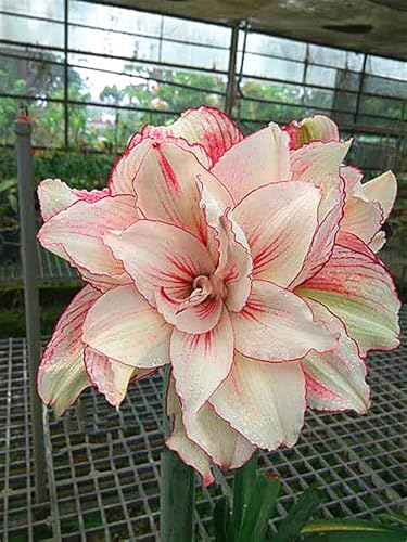 Amaryllis Rhizome,Amaryllis Rhizome Winterhart,SchöNe,Winterhart Rhizome,Amaryllis Rhizome-4 Rhizome-F von ZXVDSE
