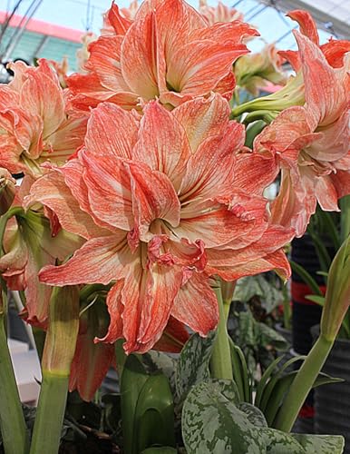 Amaryllis Rhizome,Amaryllis Rhizome Winterhart,SchöNe,Winterhart Rhizome,Amaryllis Rhizome-4 Rhizome-G von ZXVDSE
