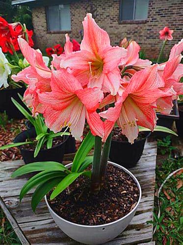 Amaryllis Rhizome,Amaryllis Rhizome Winterhart,SchöNe,Winterhart Rhizome,Amaryllis Rhizome-5 Rhizome-J von ZXVDSE