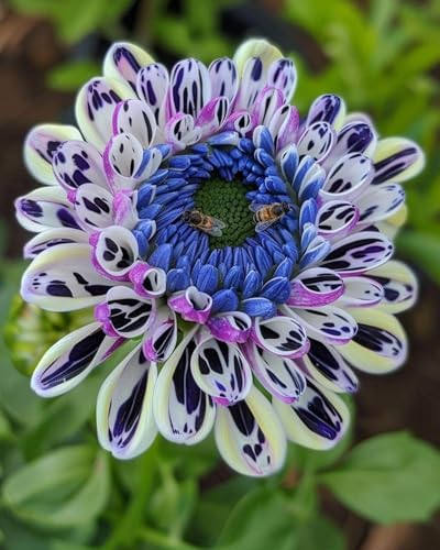 Dahlien Rhizome,Dahlien Rhizome GroßBlumig,Winterhart MehrjäHrig,Dahlien Rhizome Winterhart-4 Rhizome-b von ZXVDSE