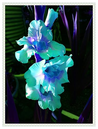 Gladiolenzwiebeln,Gladiolen Zwiebeln Winterhart,Viele Blumen, Winterhart,Gladiolen Knollen,Gladiolen,Gartenzwiebeln, FrüHblüHend, Zauberzwiebeln-5zwiebeln-C Gladiolenzwiebeln,Gladiolen Zwiebeln Winterhart,Viele Blumen, Winterhart,Gladiolen Knollen,Gladiolen,Gartenzwiebeln, FrüHblüHend, Zauberzwiebeln-5zwiebeln-C von ZXVDSE