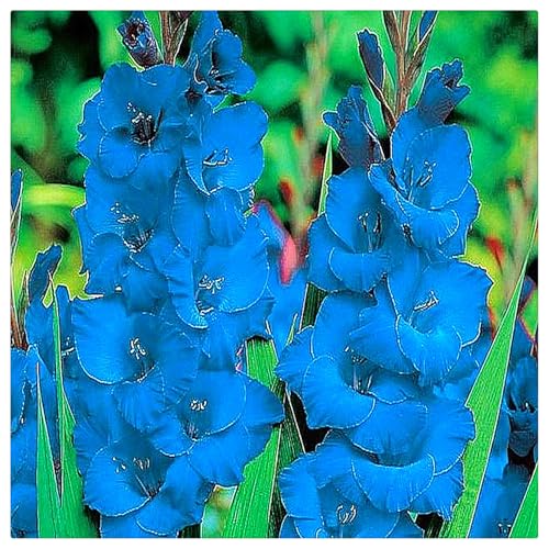 Gladiolenzwiebeln,Gladiolen Zwiebeln Winterhart,Viele Blumen, Winterhart,Gladiolen Knollen,Gladiolen,Gartenzwiebeln,FrüHblüHend, Zauberzwiebeln-5zwiebeln-C Gladiolenzwiebeln,Gladiolen Zwiebeln Winterhart,Viele Blumen, Winterhart,Gladiolen Knollen,Gladiolen,Gartenzwiebeln,FrüHblüHend, Zauberzwiebeln-5zwiebeln-C von ZXVDSE