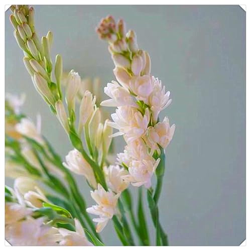 Tuberose-Zwiebeln,Perlmuttfarbene BlüTen,Winterhart MehrjäHrig,Tuberose Zwiebel Tuberose Pflanze-10zwiebeln-A von ZXVDSE