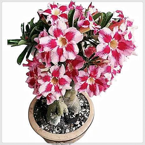 WüStenrosenzwiebel,Winterhart,WüStenrose Winterhart,WüStenrose Pflanze Groß,Adenium Pflanze-2Zwiebeln-C WüStenrosenzwiebel,Winterhart,WüStenrose Winterhart,WüStenrose Pflanze Groß,Adenium Pflanze-2Zwiebeln-C von ZXVDSE