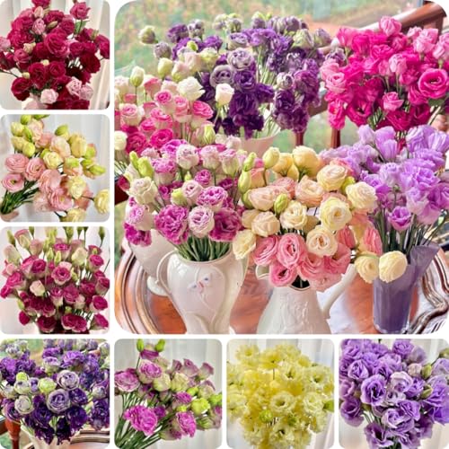300 Graines de Fleurs de lisianthus mélangées Maison Jardin Balcon Platycodon Fleurs von ZXZHYiYao