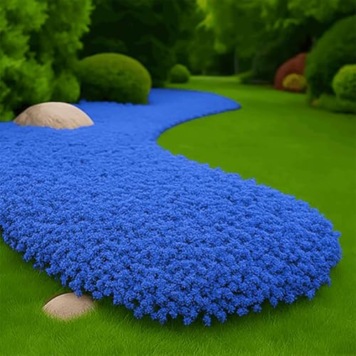 3000pcs. kriechende Thymiansamen, Blumensamen Blumenteppich gemahlene Decke, Staudenblumengarten vergänglicher Thymian von ZXZHYiYao