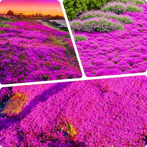 3000pcs. kriechende Thymiansamen, Blumensamen Blumenteppich gemahlene Decke, Staudenblumengarten vergänglicher Thymian von ZXZHYiYao