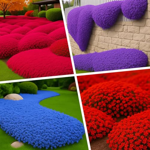 3000pcs. kriechende Thymiansamen, Blumensamen Blumenteppich gemahlene Decke, Staudenblumengarten vergänglicher Thymian von ZXZHYiYao