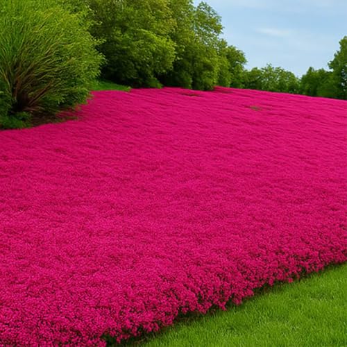 3000pcs. kriechende Thymiansamen, Blumensamen Blumenteppich gemahlene Decke, Staudenblumengarten vergänglicher Thymian von ZXZHYiYao