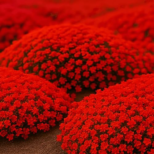 3000pcs. kriechende Thymiansamen, Blumensamen Blumenteppich gemahlene Decke, Staudenblumengarten vergänglicher Thymian von ZXZHYiYao