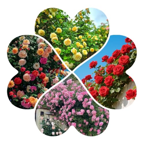600 Samen von Kletterrosen Kletterrose Blumensamen Rosen von Rosenblüten blühen das ganze Jahr über 600 Samen von Kletterrosen Kletterrose Blumensamen Rosen von Rosenblüten blühen das ganze Jahr über von ZXZHYiYao
