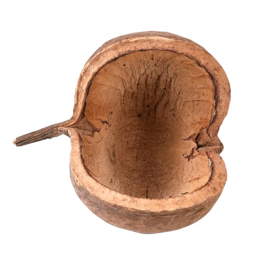 ZYDYRX Blumendeko Buddha-Nuss Buddha Nut Natur Pterygota Alata Terrarien-Deko Exotische Dekoration DIY-Dekorationen für Handwerk Basteln Vogelnest Unterschlupf für Eidechsen Größe 10-15 cm von ZYDYRX