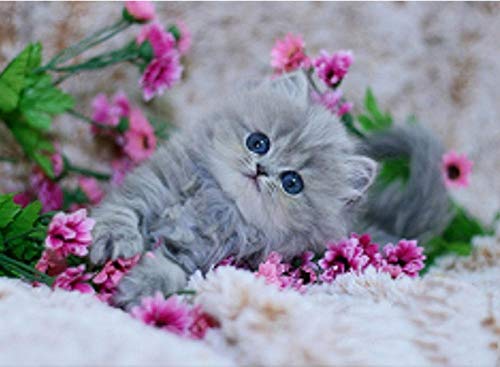 Diamond PaintingLila Niedliche Perserkatze 5D Diamant Painting Malen nach Zahlen Erwachsene Stickerei Strass Kreuzstich Kunst Handwerksbedarf für Heimwand Deko 30x40cm Diamond Painting Diamond PaintingLila Niedliche Perserkatze 5D Diamant Painting Malen nach Zahlen Erwachsene Stickerei Strass Kreuzstich Kunst Handwerksbedarf für Heimwand Deko 30x40cm Diamond Painting von ZZDXW