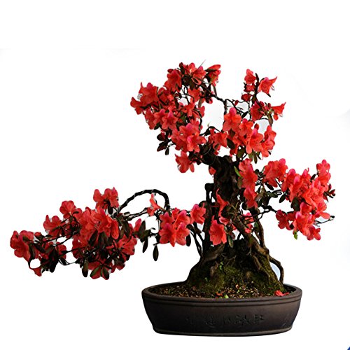 Rhododendron 10 Samen Rhododendron Simsii Samen - Bonsai Pflanzensamen für Gartenbau von ZZM