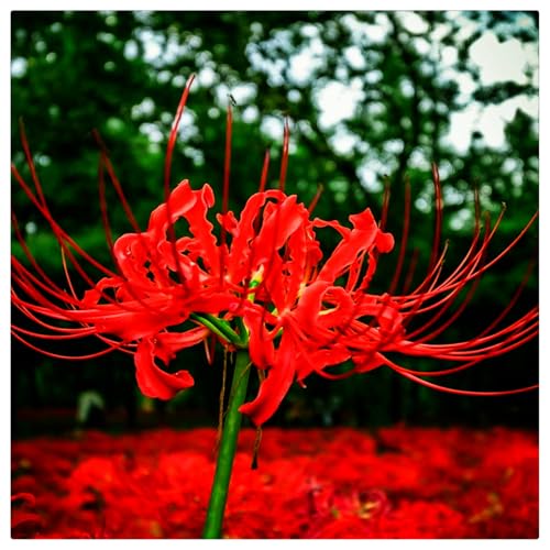 2024 Winterhart pflanzen, Beautiful Flower,Lebende Pflanzen,Mehrjährige Blumenzwiebel ist winterhart,Mysteriöse magische Glühbirne-4 Lycoris Zwiebeln-D 2024 Winterhart pflanzen, Beautiful Flower,Lebende Pflanzen,Mehrjährige Blumenzwiebel ist winterhart,Mysteriöse magische Glühbirne-4 Lycoris Zwiebeln-D von ZZNCHH