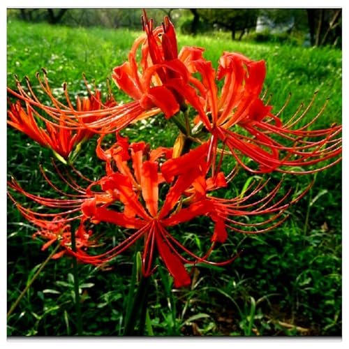 2024 Winterhart pflanzen, Mehrjährige Blumenzwiebel ist winterhart,Beautiful Flower,Lebende Pflanzen,Mysteriöse magische Glühbirne-4 Lycoris Zwiebeln-H von ZZNCHH