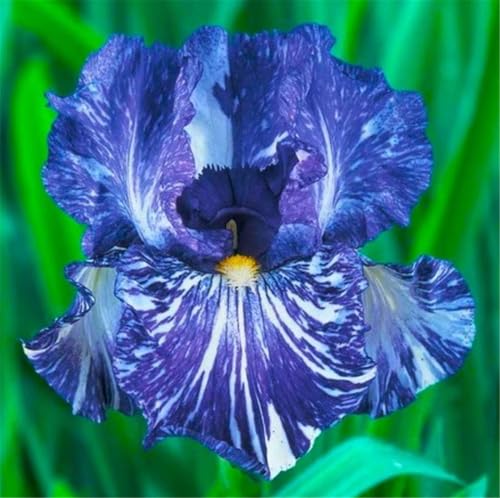 2024 Winterhart pflanzen,Lebende Pflanzen,Mehrjährige Blumenzwiebel ist winterhart,Mysteriöse magische Glühbirne-10 Schwertlilie Zwiebeln-G von ZZNCHH