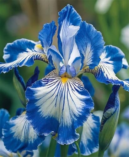 2024 Winterhart pflanzen,Lebende Pflanzen,Mehrjährige Blumenzwiebel ist winterhart,Mysteriöse magische Glühbirne-15 Schwertlilie Zwiebeln-J 2024 Winterhart pflanzen,Lebende Pflanzen,Mehrjährige Blumenzwiebel ist winterhart,Mysteriöse magische Glühbirne-15 Schwertlilie Zwiebeln-J von ZZNCHH