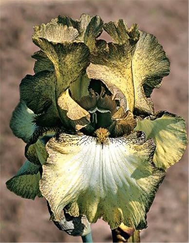 2024 Winterhart pflanzen,Lebende Pflanzen,Mehrjährige Blumenzwiebel ist winterhart,Mysteriöse magische Glühbirne-3 Schwertlilie Zwiebeln-D von ZZNCHH