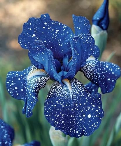 2024 Winterhart pflanzen,Lebende Pflanzen,Mehrjährige Blumenzwiebel ist winterhart,Mysteriöse magische Glühbirne-8 Schwertlilie Zwiebeln-H 2024 Winterhart pflanzen,Lebende Pflanzen,Mehrjährige Blumenzwiebel ist winterhart,Mysteriöse magische Glühbirne-8 Schwertlilie Zwiebeln-H von ZZNCHH