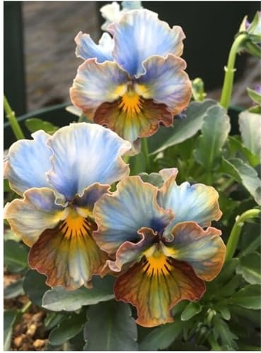 2024 Winterhart pflanzen,Mehrjährige Blumenzwiebel ist winterhart,Lebende Pflanzen,Mysteriöse magische Glühbirne-10 Schwertlilie Zwiebeln-F 2024 Winterhart pflanzen,Mehrjährige Blumenzwiebel ist winterhart,Lebende Pflanzen,Mysteriöse magische Glühbirne-10 Schwertlilie Zwiebeln-F von ZZNCHH