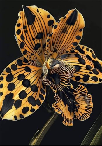 2024 Winterhart pflanzen,Mehrjährige Blumenzwiebel ist winterhart,Lebende Pflanzen,Mysteriöse magische Glühbirne-3 Schwertlilie Zwiebeln-E von ZZNCHH