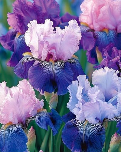 2024 Winterhart pflanzen,Mehrjährige Blumenzwiebel ist winterhart,Lebende Pflanzen,Mysteriöse magische Glühbirne-8 Schwertlilie Zwiebeln-A 2024 Winterhart pflanzen,Mehrjährige Blumenzwiebel ist winterhart,Lebende Pflanzen,Mysteriöse magische Glühbirne-8 Schwertlilie Zwiebeln-A von ZZNCHH