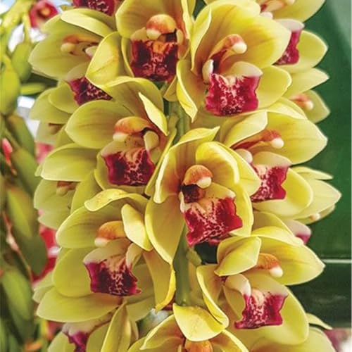 3 years, Gif, Mysteriöse magische Glühbirne,Blumenzwiebel Mixt,Mehrjährige Blumenzwiebel ist winterhart,Lebende Pflanzen -5 Cymbidium Rhizome-G von ZZNCHH
