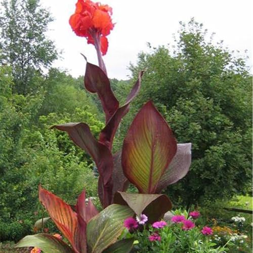 3 years, Mysteriöse magische Glühbirne,Lebende Pflanzen,Mehrjährige Blumenzwiebel ist winterhart,Blumenzwiebel Mix, Garden-1 Indisches Blumenrohr Zwiebeln-B von ZZNCHH