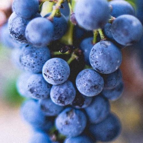 3 years, Winterhart pflanzen, Mysteriöse magische Glühbirne,Mehrjährige Blumenzwiebel ist winterhart, Lebende Pflanzen -2 Weinreben pflanzen-A von ZZNCHH