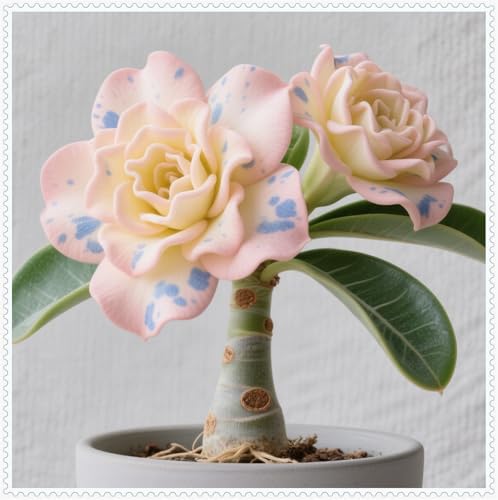 3 years,Mehrjährige Blumenzwiebel ist winterhart, Lebende Pflanzen,Mysteriöse magische Glühbirne,Winterhart pflanzen, Blumenzwiebel Mix-1 Wüstenrose knollen -A von ZZNCHH