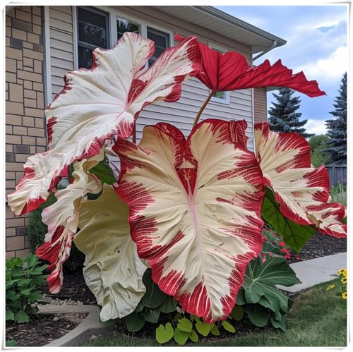 Alocasia Knollen,Elefantenohr Knolle,Die BläTter Sind Sehr Groß,Elefantenohr Pflanze Winterharts MehrjäHrig,Starke Elefantenohrbirne -8 knollen-A von ZZNCHH