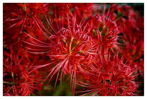 Beautiful Flower,2024 Winterhart pflanzen, Lebende Pflanzen,Mehrjährige Blumenzwiebel ist winterhart,Mysteriöse magische Glühbirne-4 Lycoris Zwiebeln-I von ZZNCHH