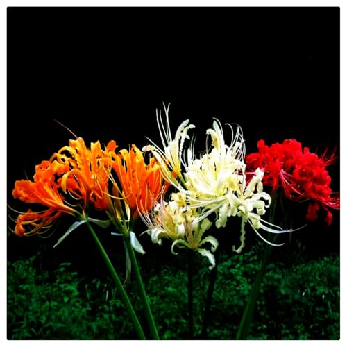 Beautiful Flower,2024 Winterhart pflanzen, Lebende Pflanzen,Mehrjährige Blumenzwiebel ist winterhart,Mysteriöse magische Glühbirne-6 Lycoris Zwiebeln-A von ZZNCHH