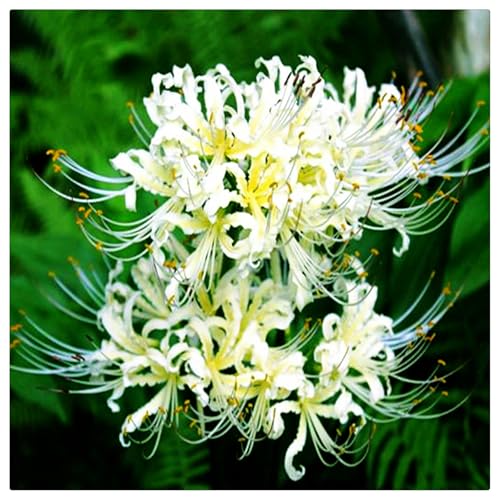 Beautiful Flower,2024 Winterhart pflanzen, Lebende Pflanzen,Mehrjährige Blumenzwiebel ist winterhart,Mysteriöse magische Glühbirne-6 Lycoris Zwiebeln-F von ZZNCHH