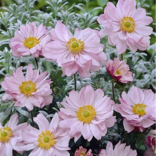 Blumenzwiebeln,Lebende Pflanzen, Vielzahl von Farben, Seltene Pflanzen,Winterhartes pflanzen,Stauden,Anemonen Zwiebeln-15 Zwiebeln-H von ZZNCHH