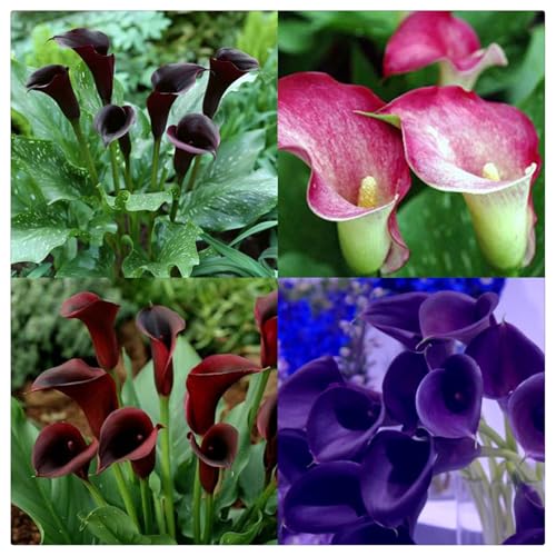 Calla Lilie Zwiebeln, Winterhartes pflanzen, Calla Pflanze Zwiebeln Winterharts MehrjäHrig, Hochzeitsblumen,Seltene Calla-Lilien-Birne -6 Zwiebeln-E von ZZNCHH