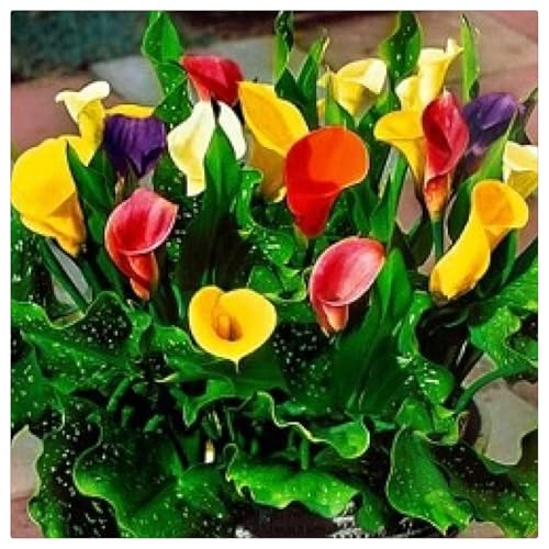 Calla Lilie Zwiebeln, Winterhartes pflanzen, Calla Pflanze Zwiebeln Winterharts MehrjäHrig, Hochzeitsblumen,Seltene Calla-Lilien-Birne -8 Zwiebeln-B von ZZNCHH