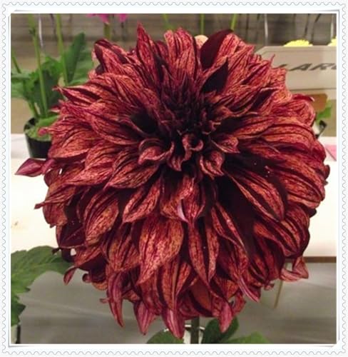 Dahlien Knollen Groß, Dahlien Knollen MehrjäHrig, Dahlia Pompon,Romantische Dahlie,Winterhartes Pflanzen,dahlia bulbs-4 Zwiebeln-H von ZZNCHH