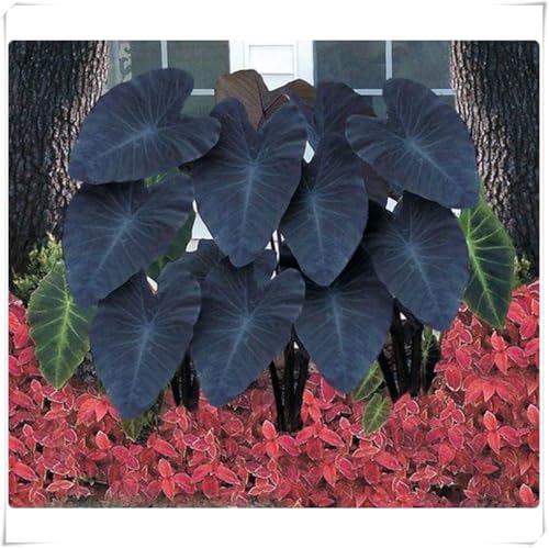 Elefantenohr Pflanze Winterharts MehrjäHrig, Alocasia Knollen, Elefantenohr Knolle,Starke Elefantenohrbirne-3 knollen-J von ZZNCHH