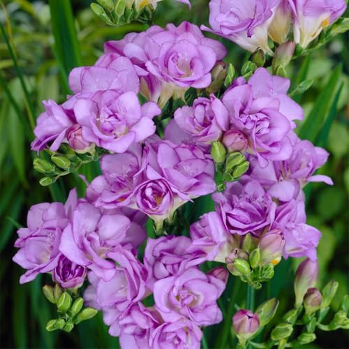 Fresien Blumenzwiebeln Mehrjährig,Fresien Blumenzwiebeln Winterharte MehrjäHrig, Freesien zwiebeln, Winterhartes pflanzen,Freesia Bulbs -5 zwiebeln-J von ZZNCHH