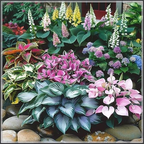 Funkien knollen, Pflanzen Funken Hosta Winterhartes MehrjäHrig, Große Blattpflanzen, Hosta Knollen,Seltene,funkien zwiebeln-6 Rhizom-I von ZZNCHH