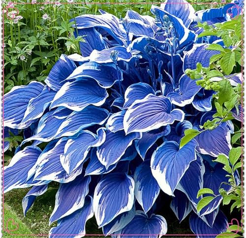 Funkien knollen, Pflanzen Funken Hosta Winterhartes MehrjäHrig, Große Blattpflanzen, Hosta Knollen,Seltene,funkien zwiebeln-8 Rhizom-F von ZZNCHH