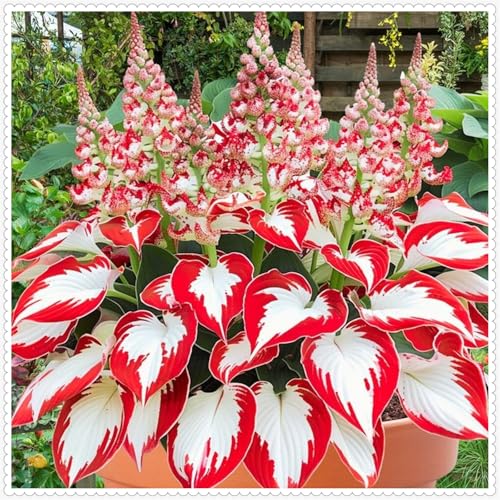 Funkien winterhart mehrjähri,Pflanzen Funken Hosta Winterhartes MehrjäHrig, Funkien Hosta knollen,Große Blattpflanzen-6 Rhizom-H von ZZNCHH