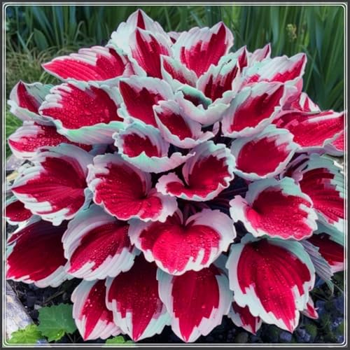Funkien winterhart mehrjähri,Pflanzen Funken Hosta Winterhartes MehrjäHrig, Funkien Hosta zwiebeln,Große Blattpflanzen-8 Rhizom-C von ZZNCHH