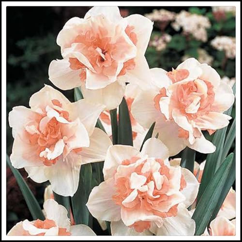 Garden,3 years, Mysteriöse magische Glühbirne,Lebende Pflanzen,Mehrjährige Blumenzwiebel ist winterhart,Blumenzwiebel-10 Narzissen Zwiebeln-J von ZZNCHH