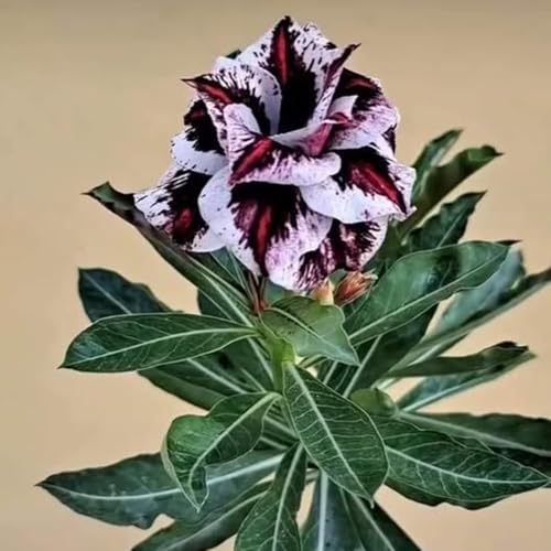 Garden,Mehrjährige Blumenzwiebel ist winterhart,Lebende Pflanzen,Organisch, Mysteriöse magische Glühbirne-2 zwiebeln-B von ZZNCHH