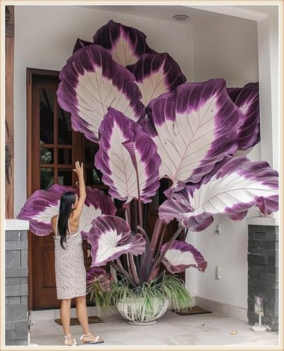 Gift, Lebende Pflanzen,Mysteriöse magische Glühbirne,Mehrjährige Blumenzwiebel ist winterhart,Blumenzwiebel Mix-5 Elefantenohr knollen-E von ZZNCHH